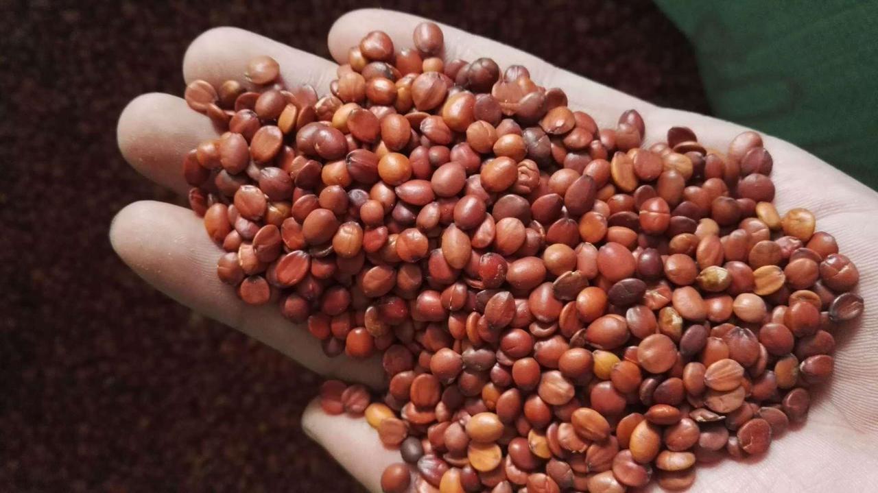 失眠，一把酸枣仁，我只说这一回夜深人静，偏偏心神不静——躺下却睡不着，越想睡越