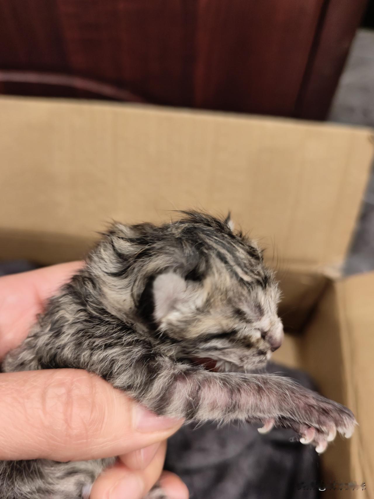 今天一大早，店里面员工上班拖地的时候，在餐厅桌子下面发现了三只刚出生小猫咪……