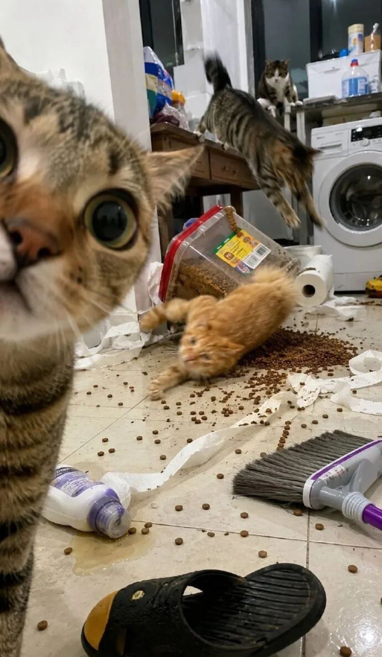 坏蛋联盟疯狂作案中～猫咪摄影