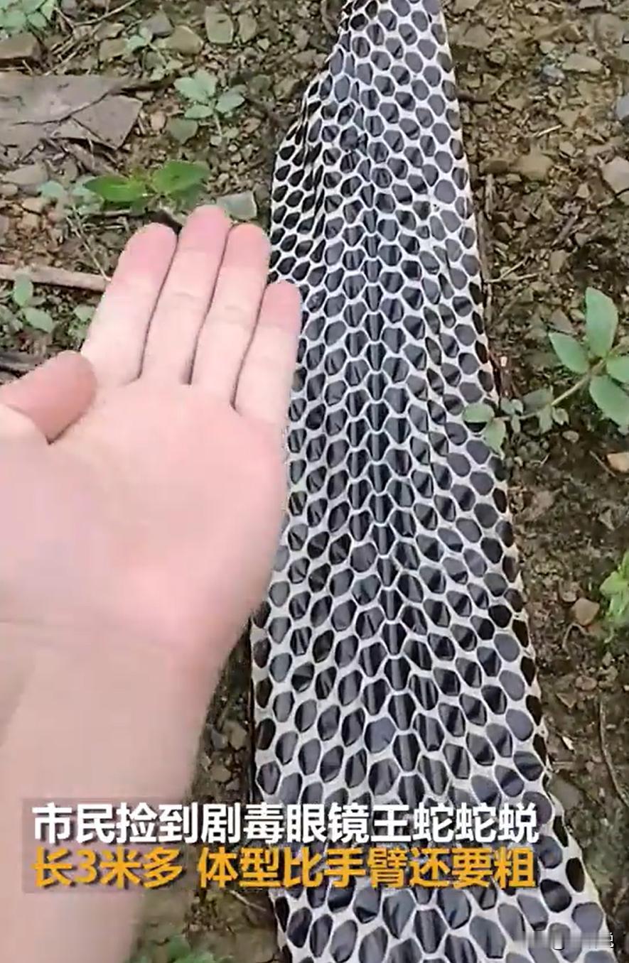 “捡到宝了！”广西来宾，一男子上山途中，发现地上有一个黑白格的东西，走近一看是眼