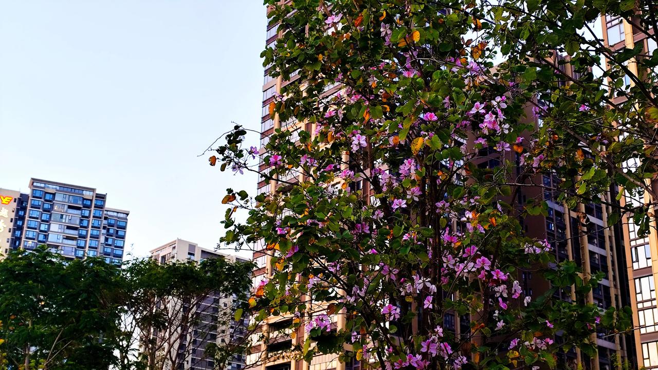 深圳的冬天是酱紫🤔💭‼滴气温好舒服，还能只穿一件衣服就出门，完全不用穿羽绒