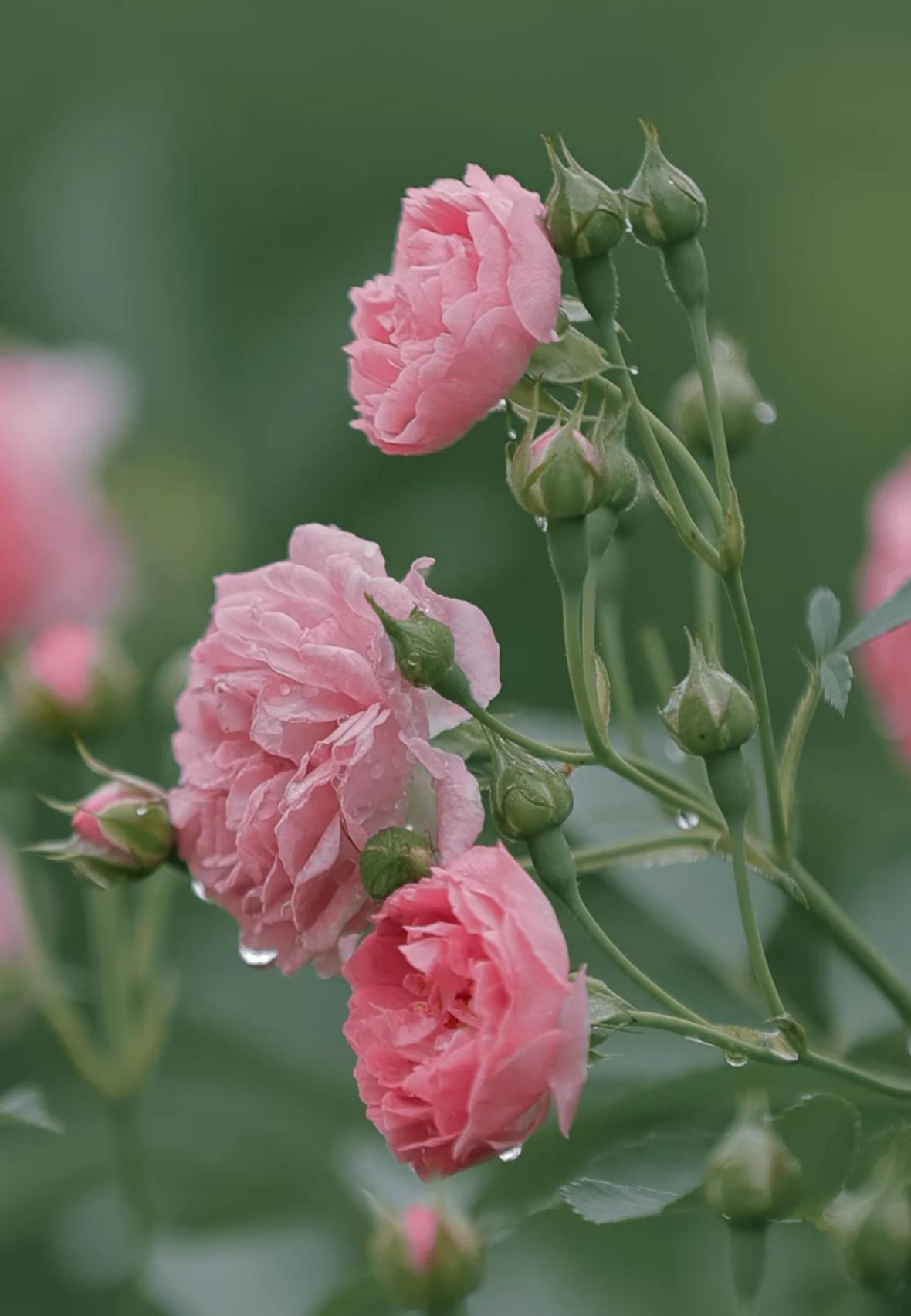 送走了春日芳菲，蔷薇便踏着晚风而来，把暮春初夏的温柔，都藏进了这一簇簇繁花里。它