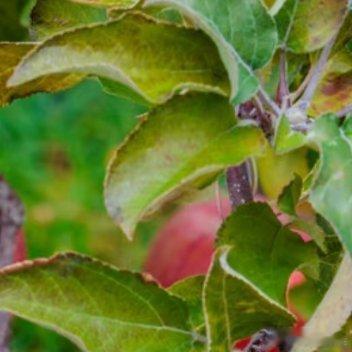 苹果种植方式有：1、苹果种植在暖温带比较好，它是喜低温干燥的温带果树，要求冬无严寒，夏无酷暑，比较适