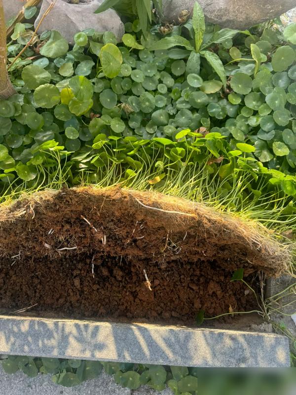 谁懂啊！院子种错花比养死花还闹心！最近刷到好多人吐槽，凌霄花、薄荷这些花地栽后跟