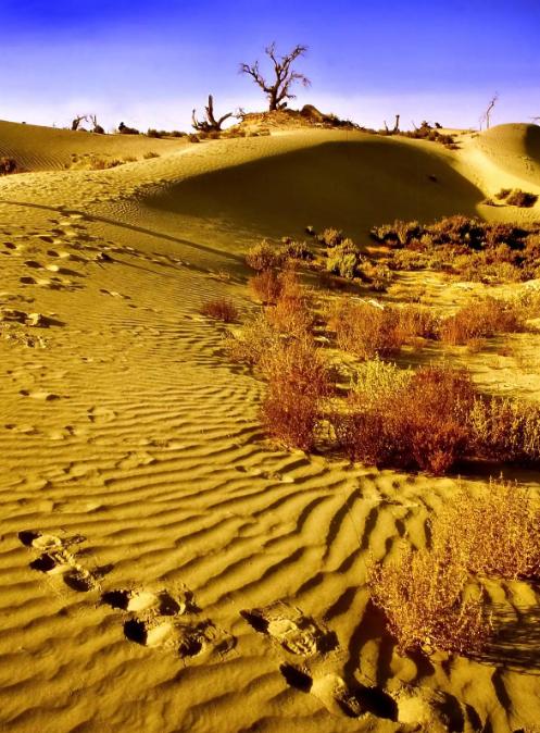 为什么现在要大规模的治理塔克拉玛干大沙漠，一个33万平方公里区域，因为以色列可以