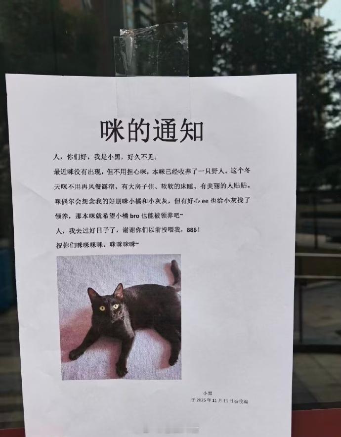 甚至用了彩打！虽然是只黑猫！