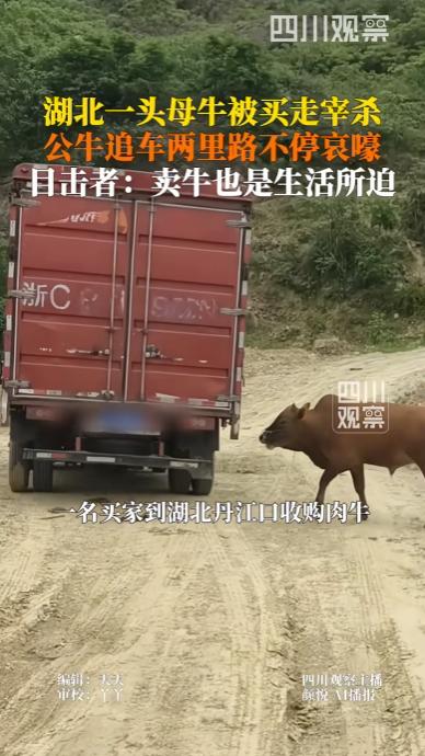 湖北丹江口，一头母牛被买家当场买下，刚准备装车拉去宰杀，车子一发动，同栏公牛便疯