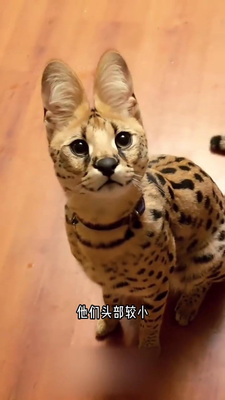 这个刚从外面"打猎"回来的家伙其实是一只萨凡纳猫，此时它正叼着猎物想要"喂"给主