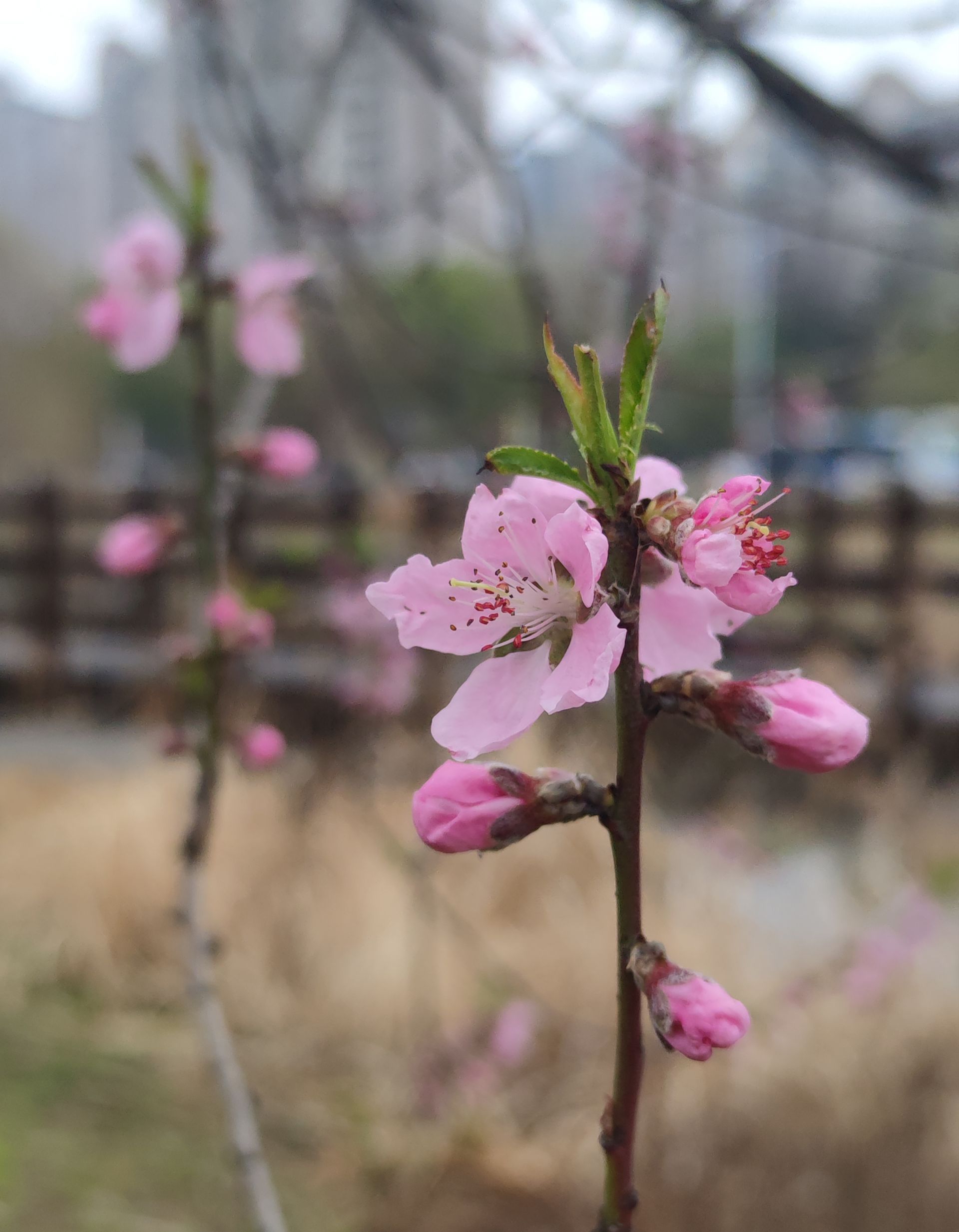 来江苏看花花【扬州桃花季开启！】扬州的春景，少不了桃花。“桃红柳绿”是对扬州春