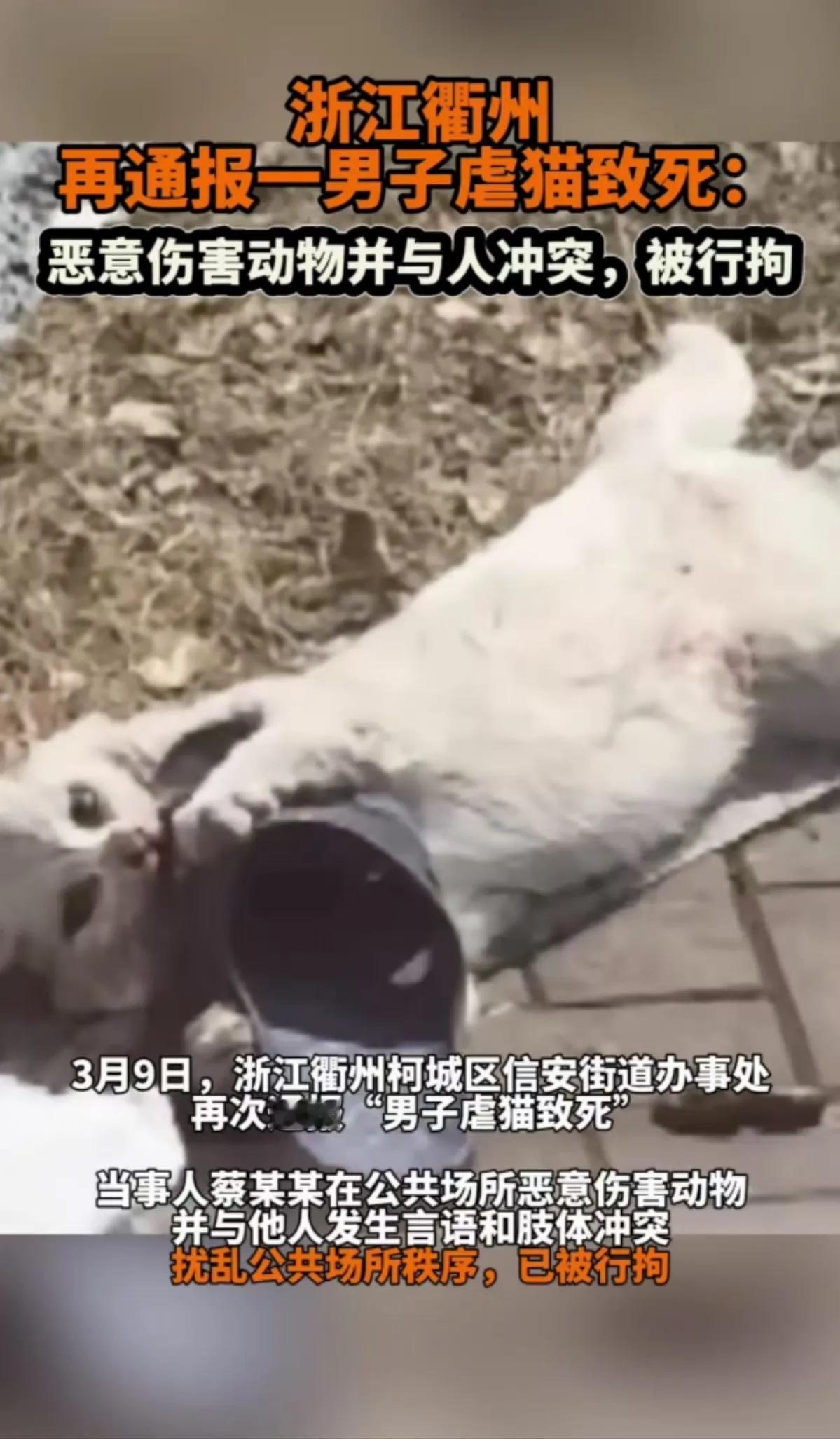 看哭了，憨猫猫啊，以为抱着拖鞋就不会死怎么那么心疼，它什么都不懂，它是一只什