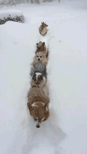 毛孩子们在雪地里排着队走，乍一看和野生动物似的，在白雪的衬托下，毛孩子胖嘟嘟的，