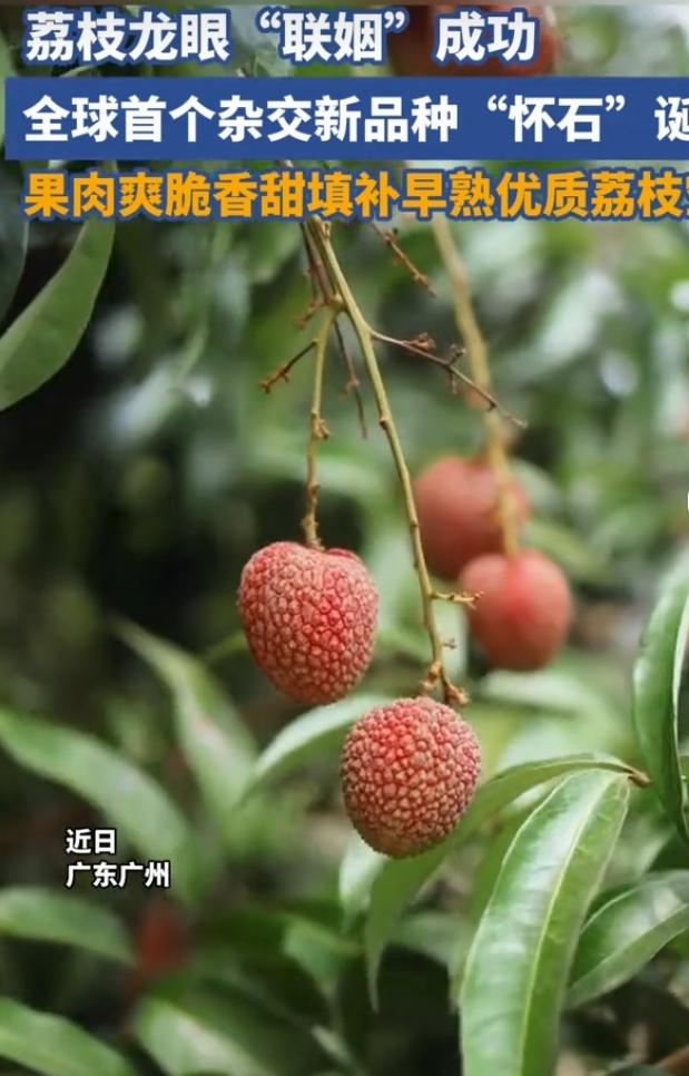 近日荔枝龙眼杂交新品种“怀石”亮相，果业界和消费者都炸开了锅。这可是热带、亚热带