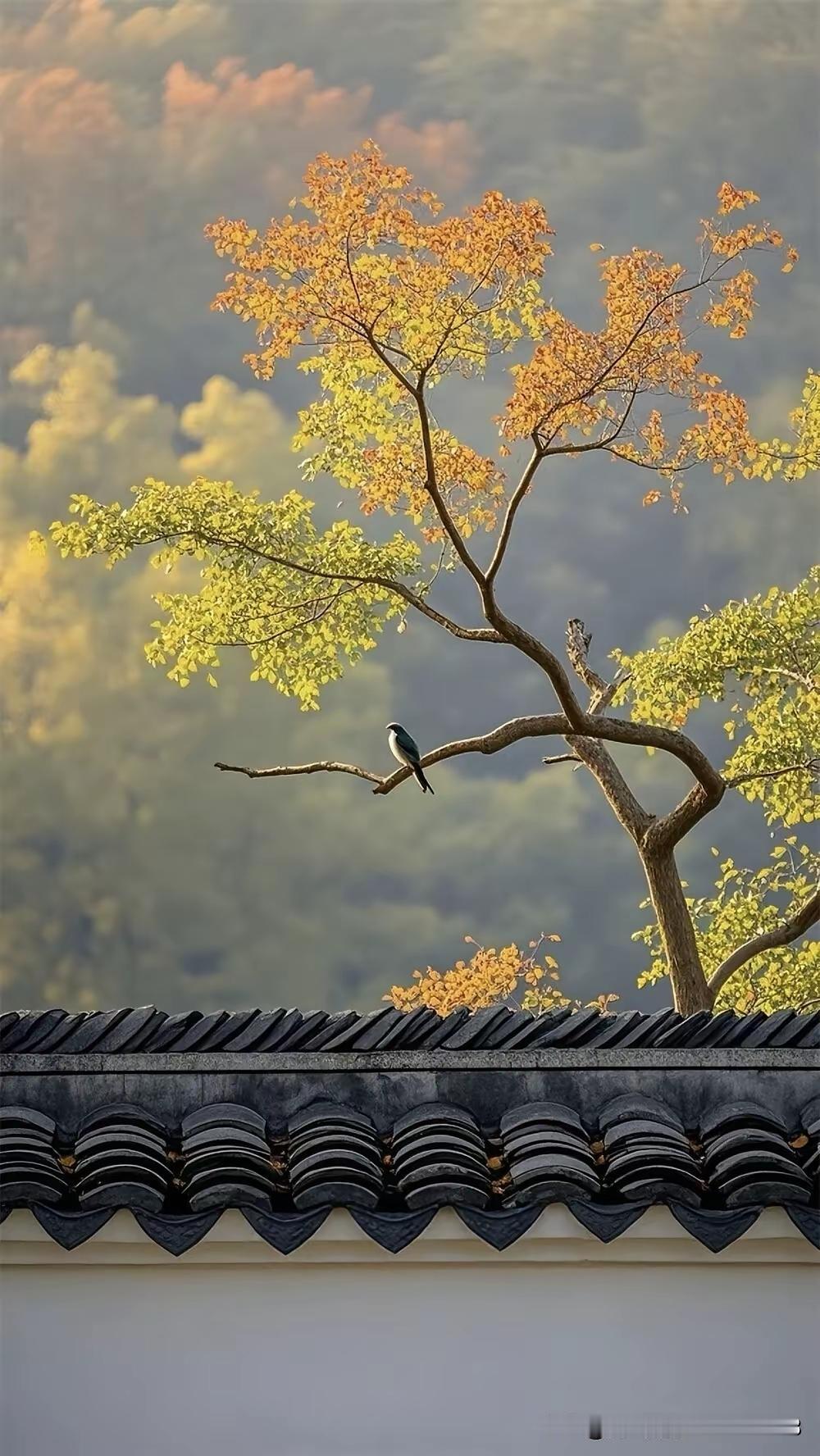 晚饭想吃点汤,太清淡了没有营养,过分肥腻了,又不便消化,打算买点熟肉做汤。泡