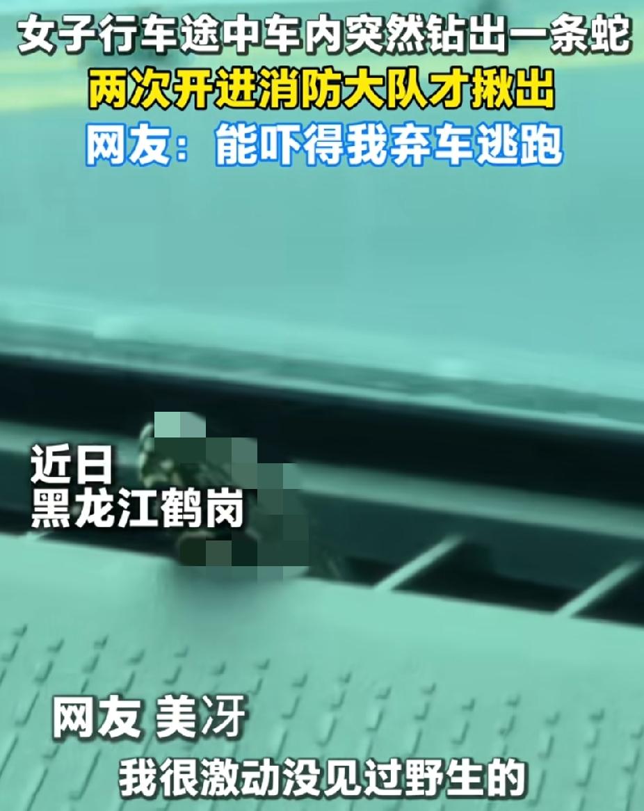 黑龙江鹤岗，女子和老公行车途中，突然钻出一条蛇。没想到，老公看到很淡定的，她很激