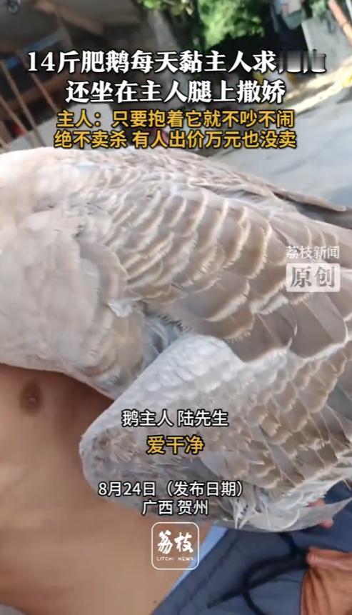 太通人性了！2025年8月，广西贺州，一男子家中养了一群鹅，没想到，其中一重达1