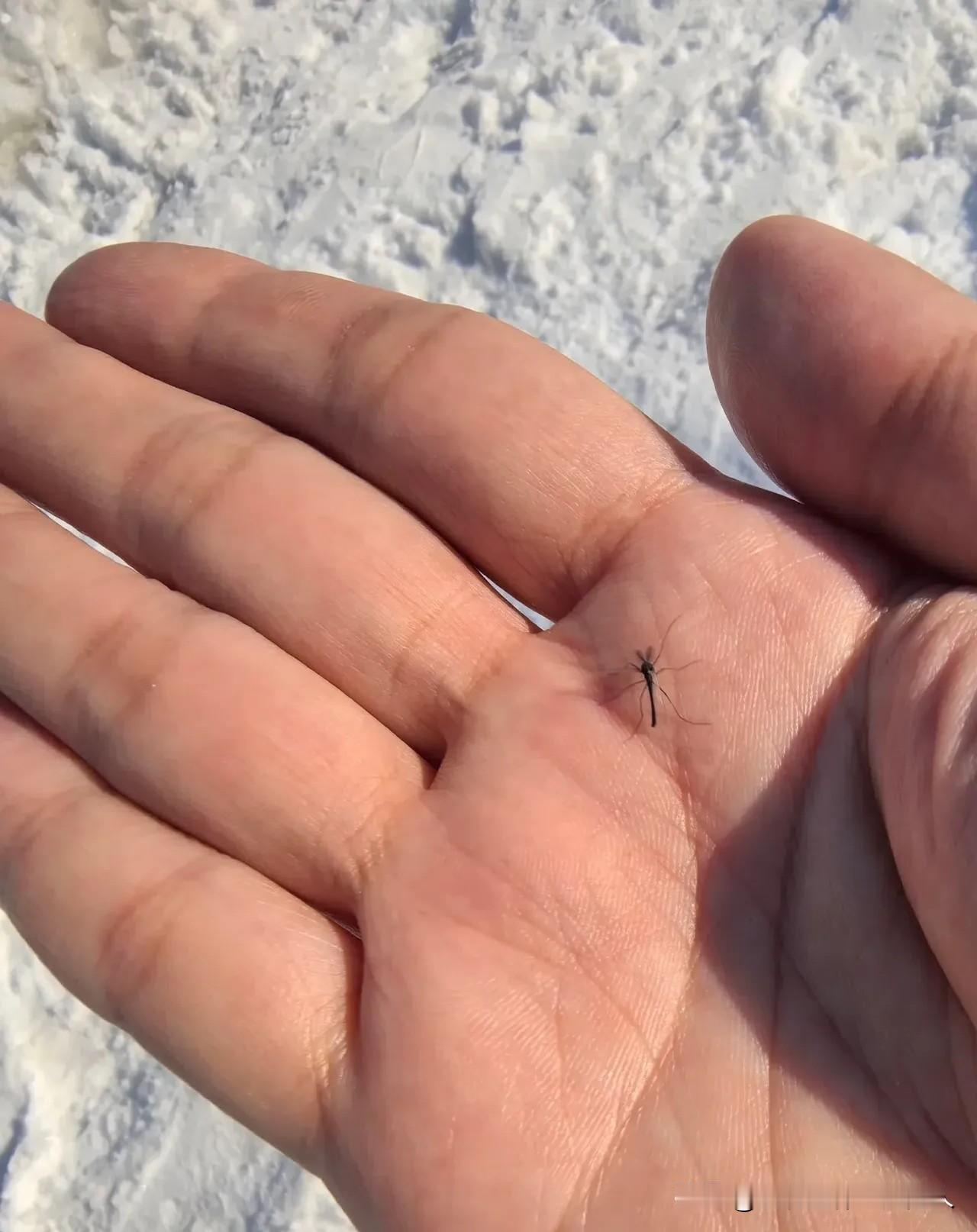 蚊子从三亚到哈尔滨会怎么样？结局是挺不过10秒！有旅客在三亚，用瓶子装了一只