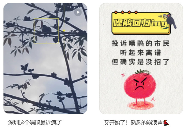 #不少深圳人凌晨3点被它嚎醒#【“凌晨3点被它嚎醒！”最近，不少深圳人被吵到！网