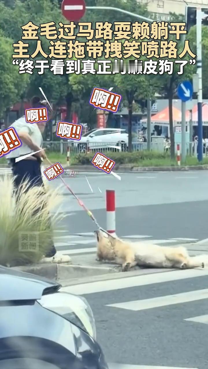 金毛过马路耍赖躺平，主人连拖带拽笑喷路人。终于看到真正的癞皮狗了。崩溃了，真的