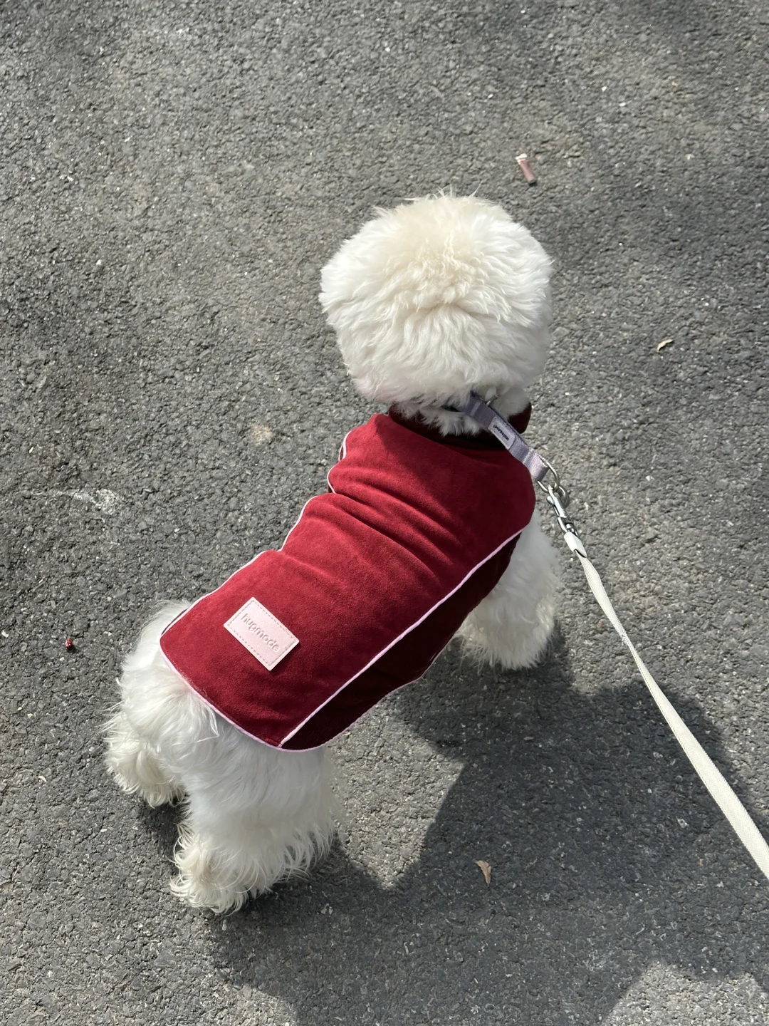 小狗身材很曼妙🔥