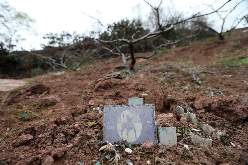 触目惊心！男子高速300公里发现62具宠物尸体，有的还穿着小衣服，真相太扎心