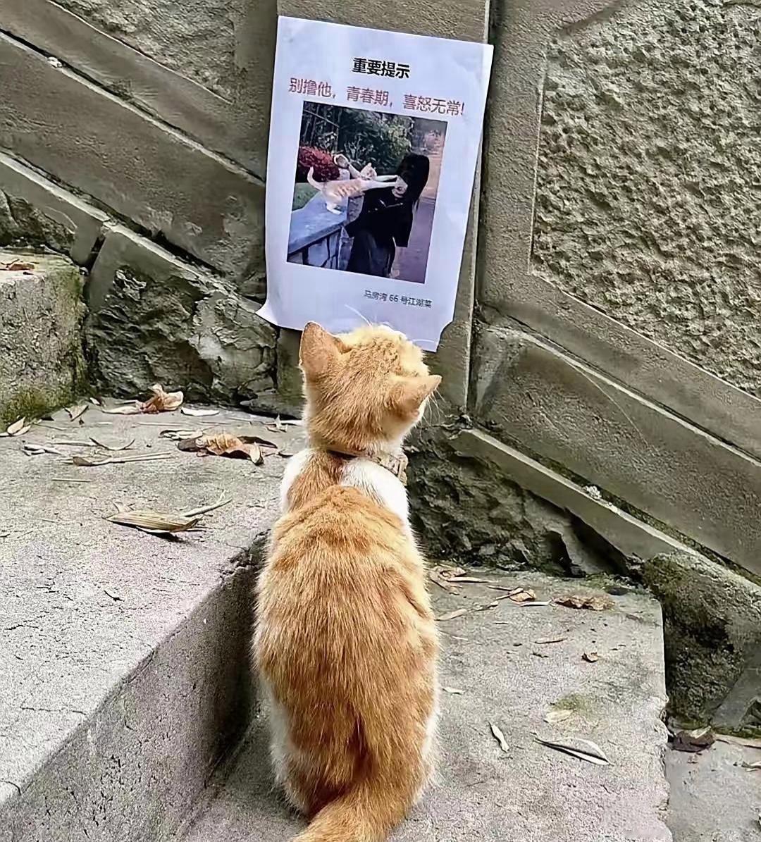 猫咪做梦没想到自己走丢了，还有人通缉它[捂脸哭]
