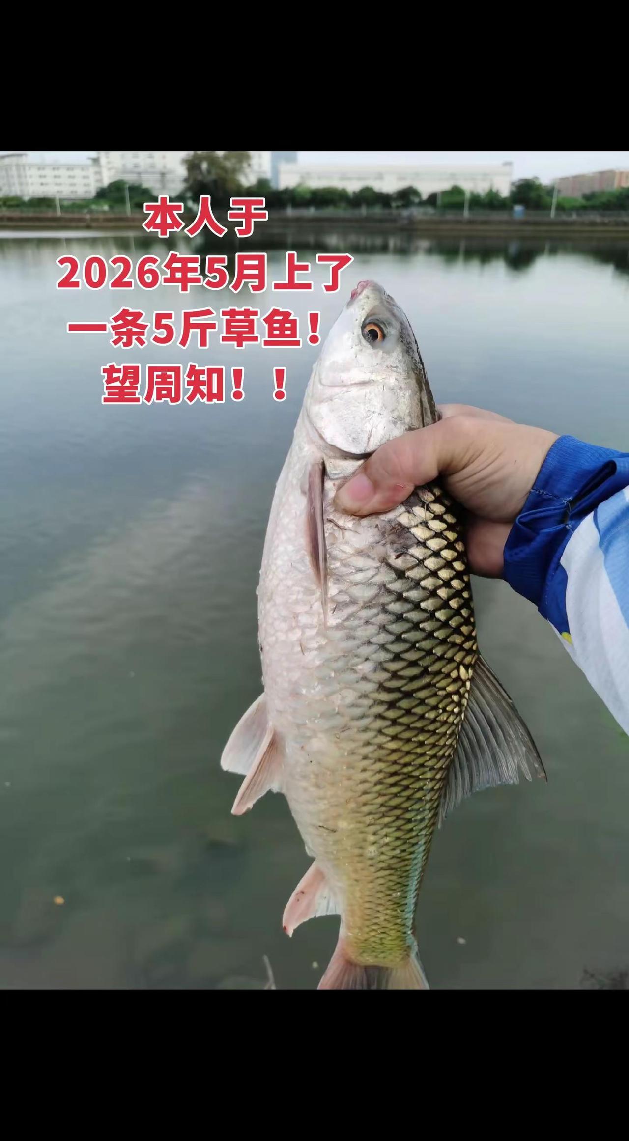 本人于2026年5月上了一条5斤草鱼！望周知！！钓鱼人钓鱼钓鱼人