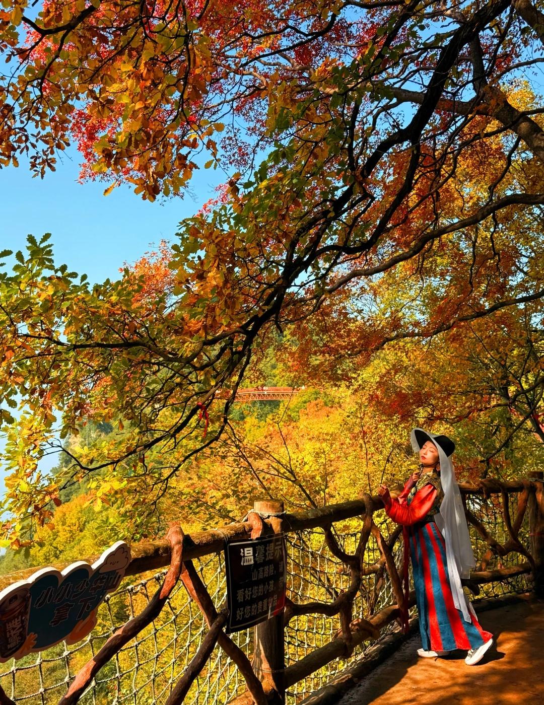 西安1h!秦岭山里的红叶彩林美疯了!!西安1h!!直达秦岭五颜六色的秋天漫山