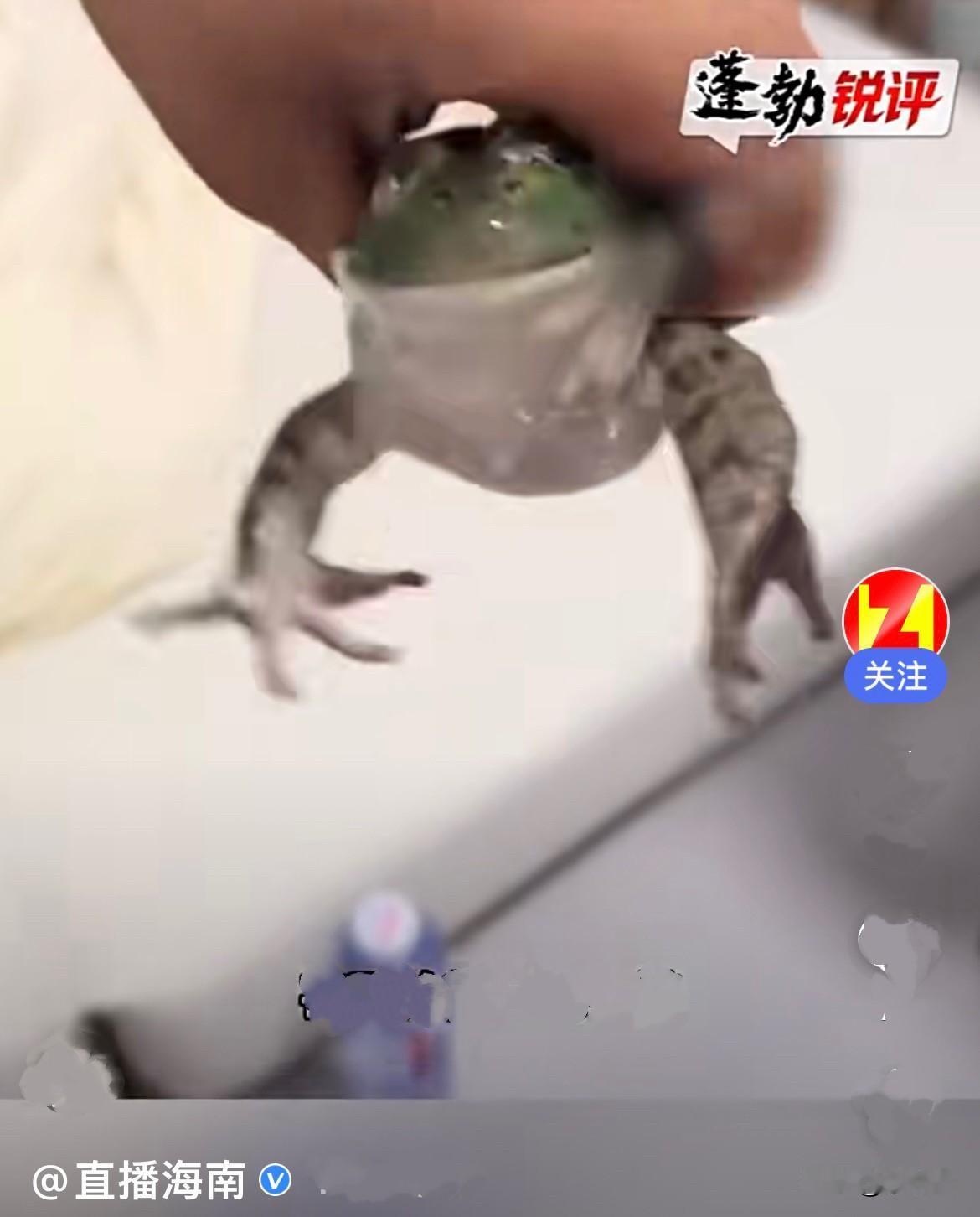 笑不活了……近日，上海一位小姐姐想吃牛蛙火锅，懒得自己去市场买，就在外