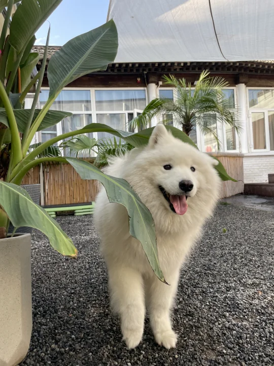 小狗住校中