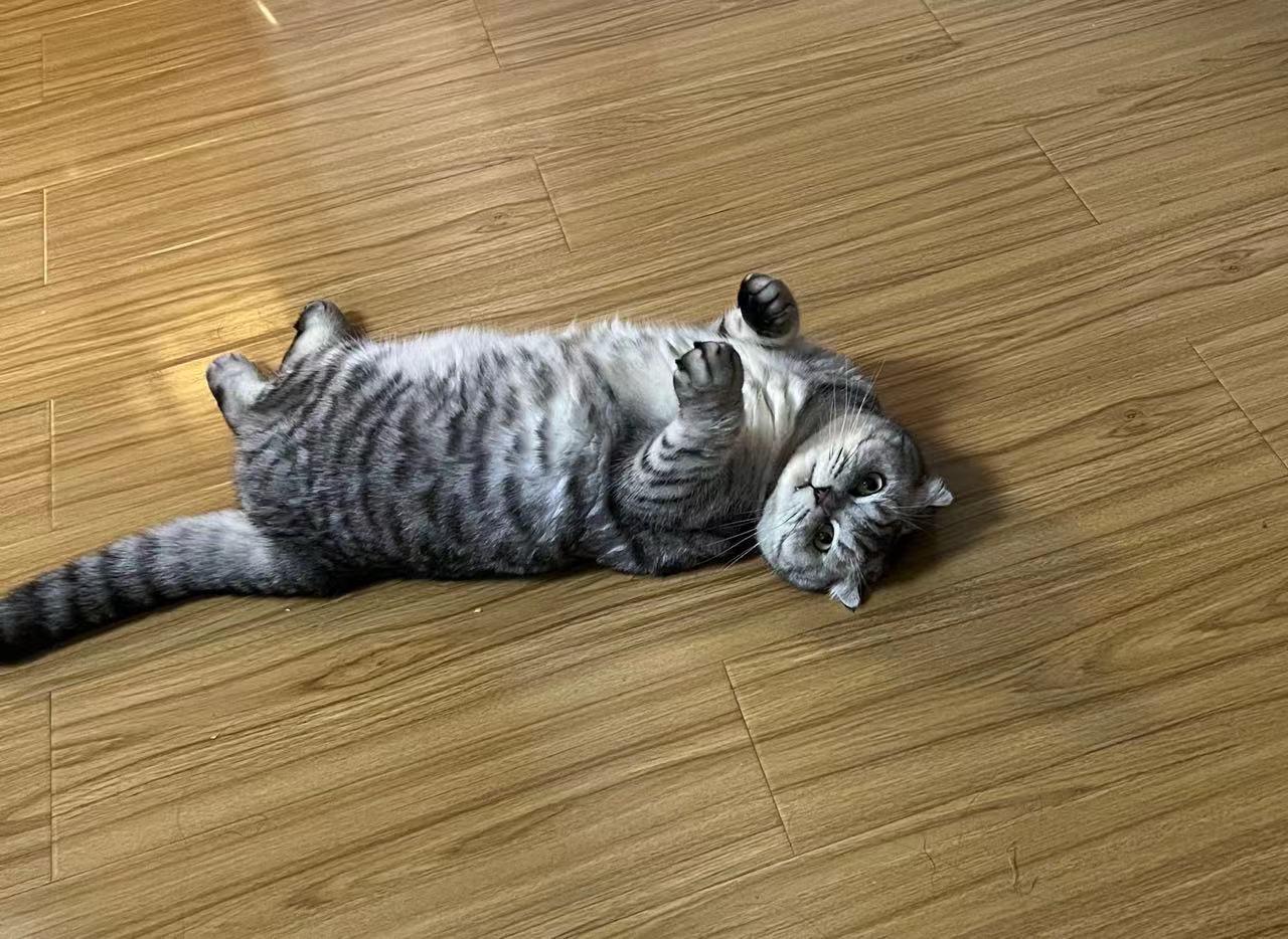 分享一张你家猫咪的可爱照片