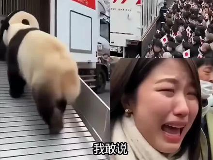 高清直播回放：最潇洒骨气熊猫回国全过程