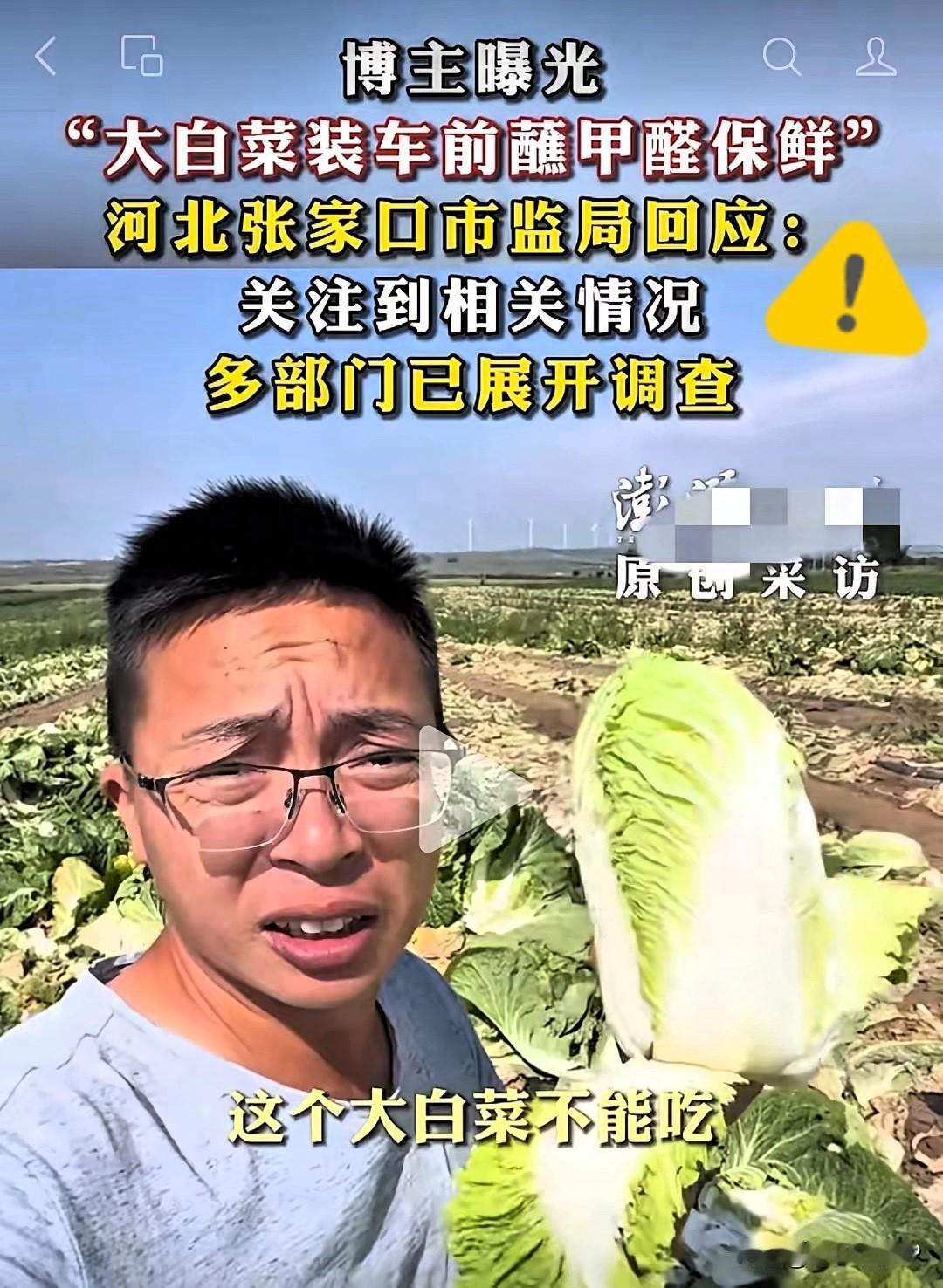 河北张家口康保县今年的大白菜丰收了，可惜大家都不敢吃了，有无良的白菜收购商，当着