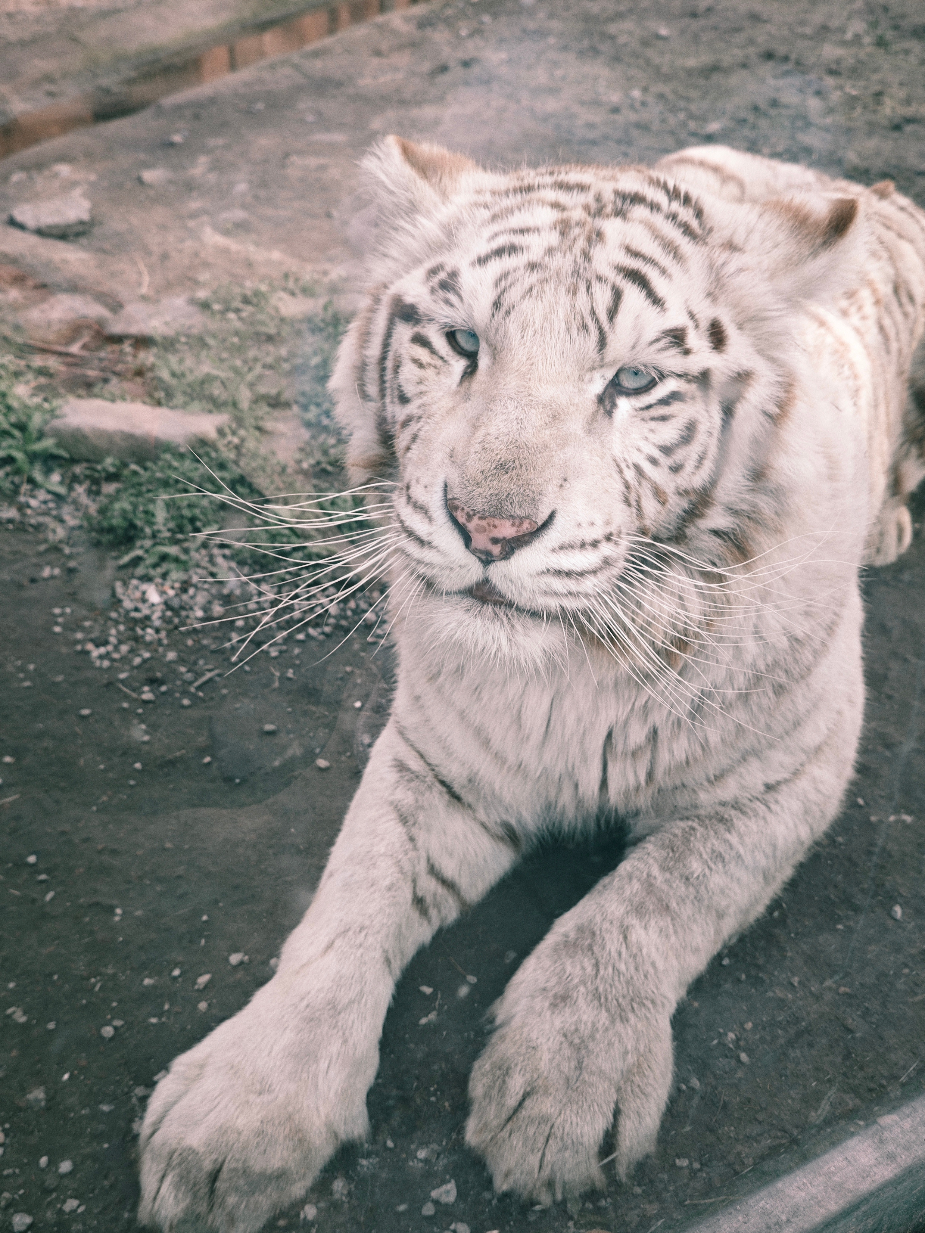 哈哈我也拍到过卖萌的老虎🐯老虎卖萌吐舌头被同事呲牙教育