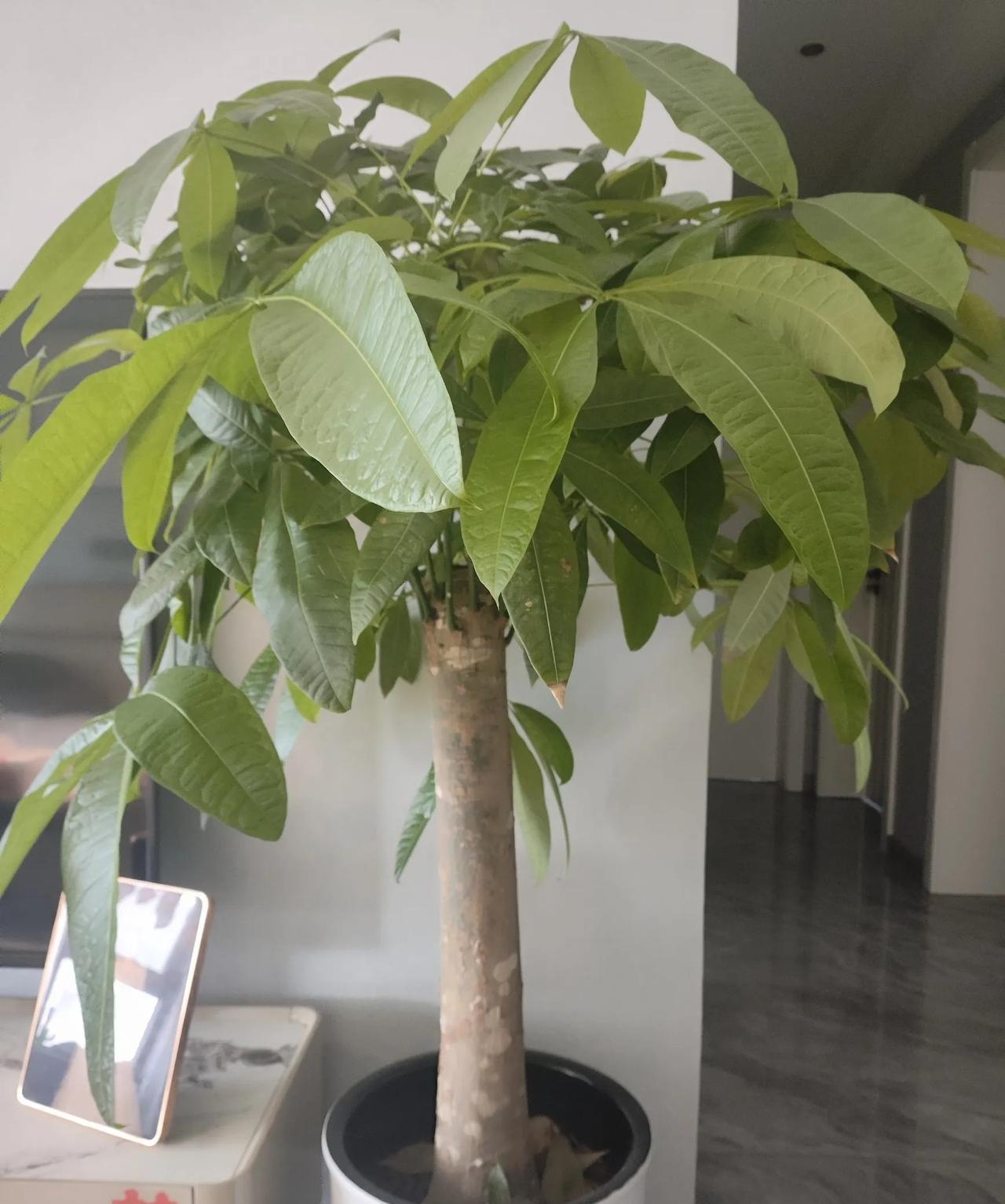 来儿子家做保姆已经五天，感觉到各种不适应。其实活不怎么多，就是心静不下来。以