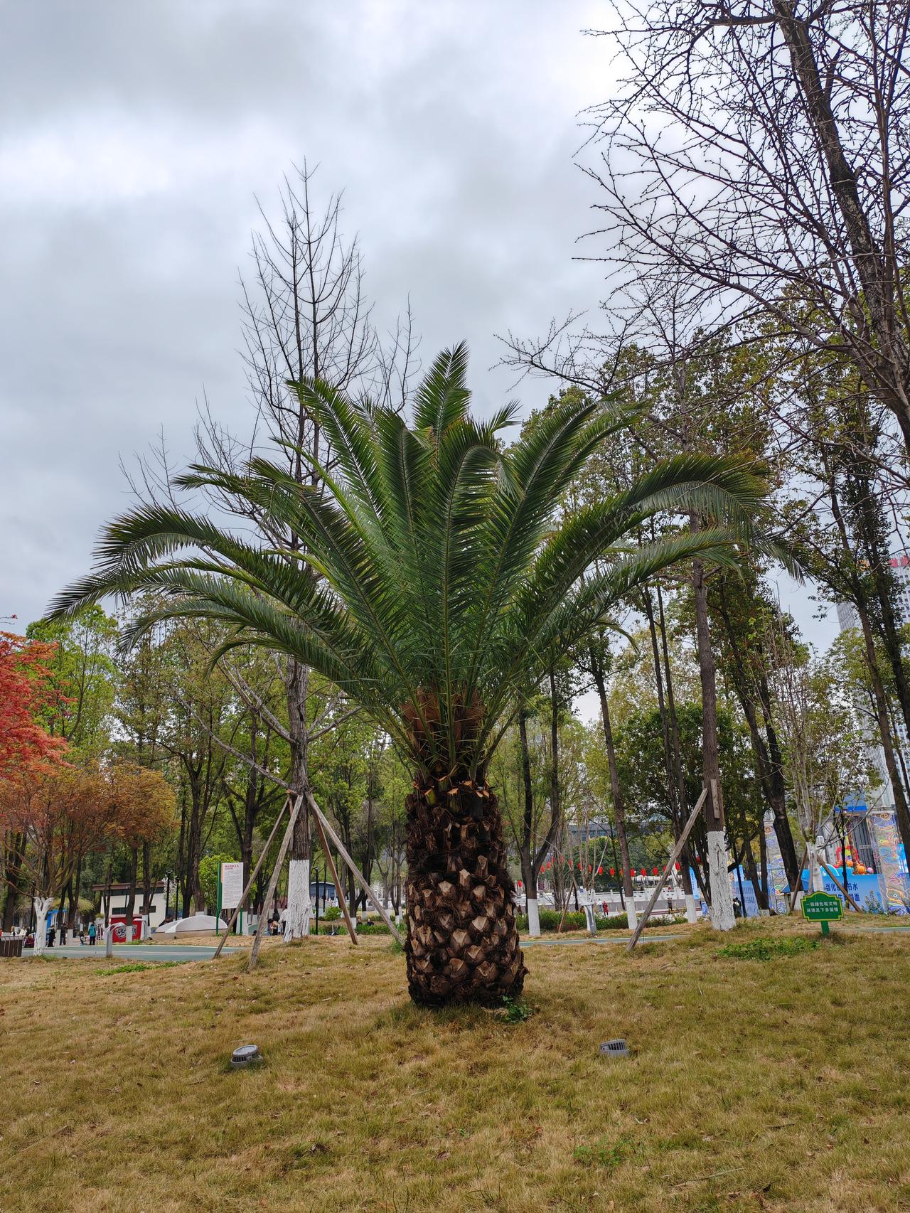 今天，还有一点点小紧张。因为今天早上，要去做一个胃镜检查，因为原来做的都是二