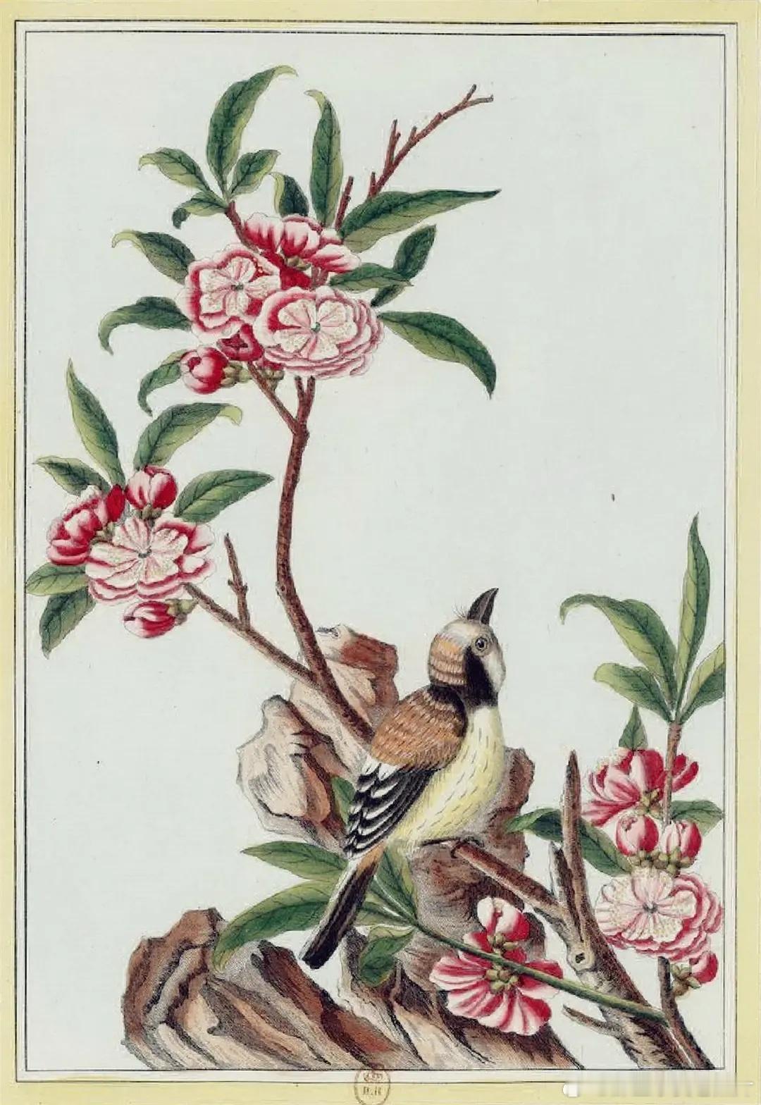 晚清外销画里的花卉图谱