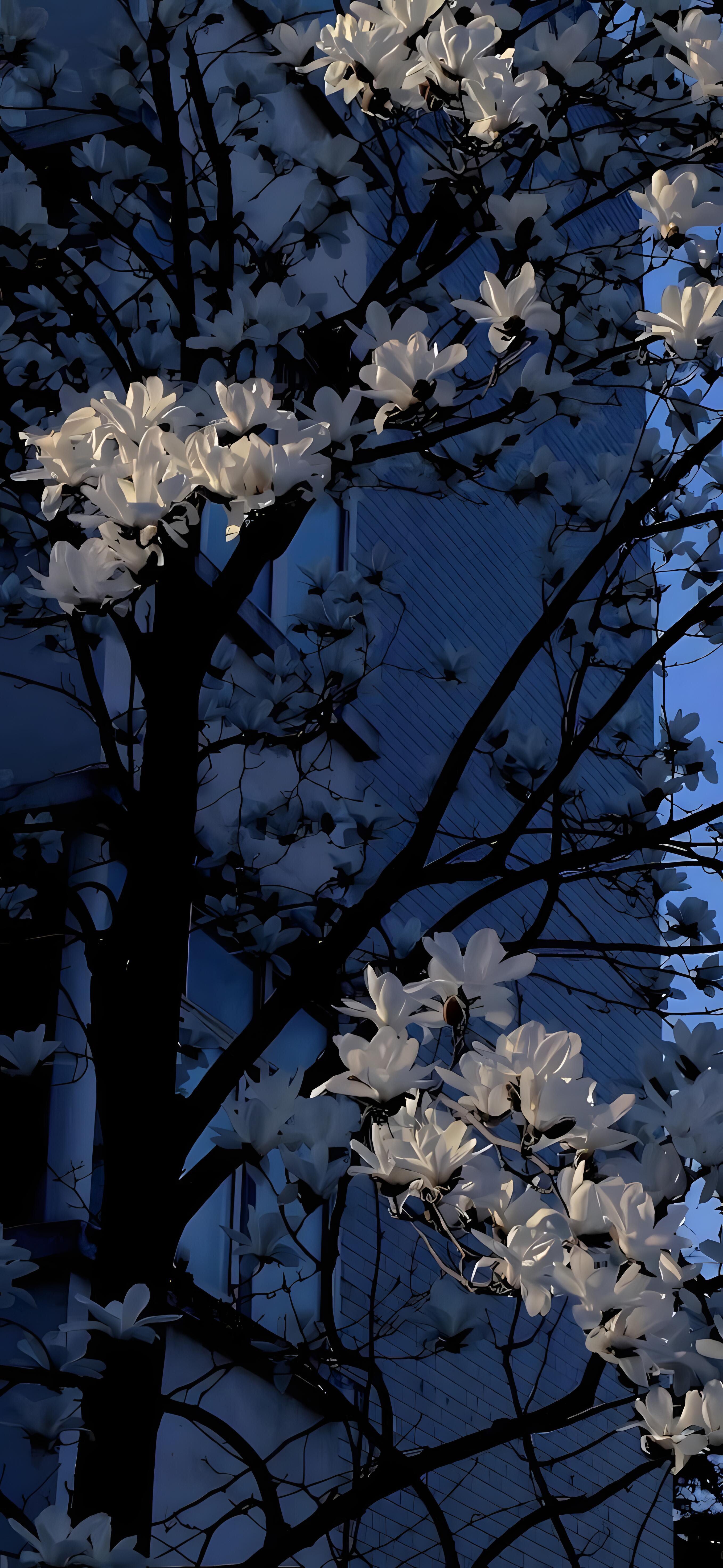 Wallpaper|高级感景深壁纸​​​