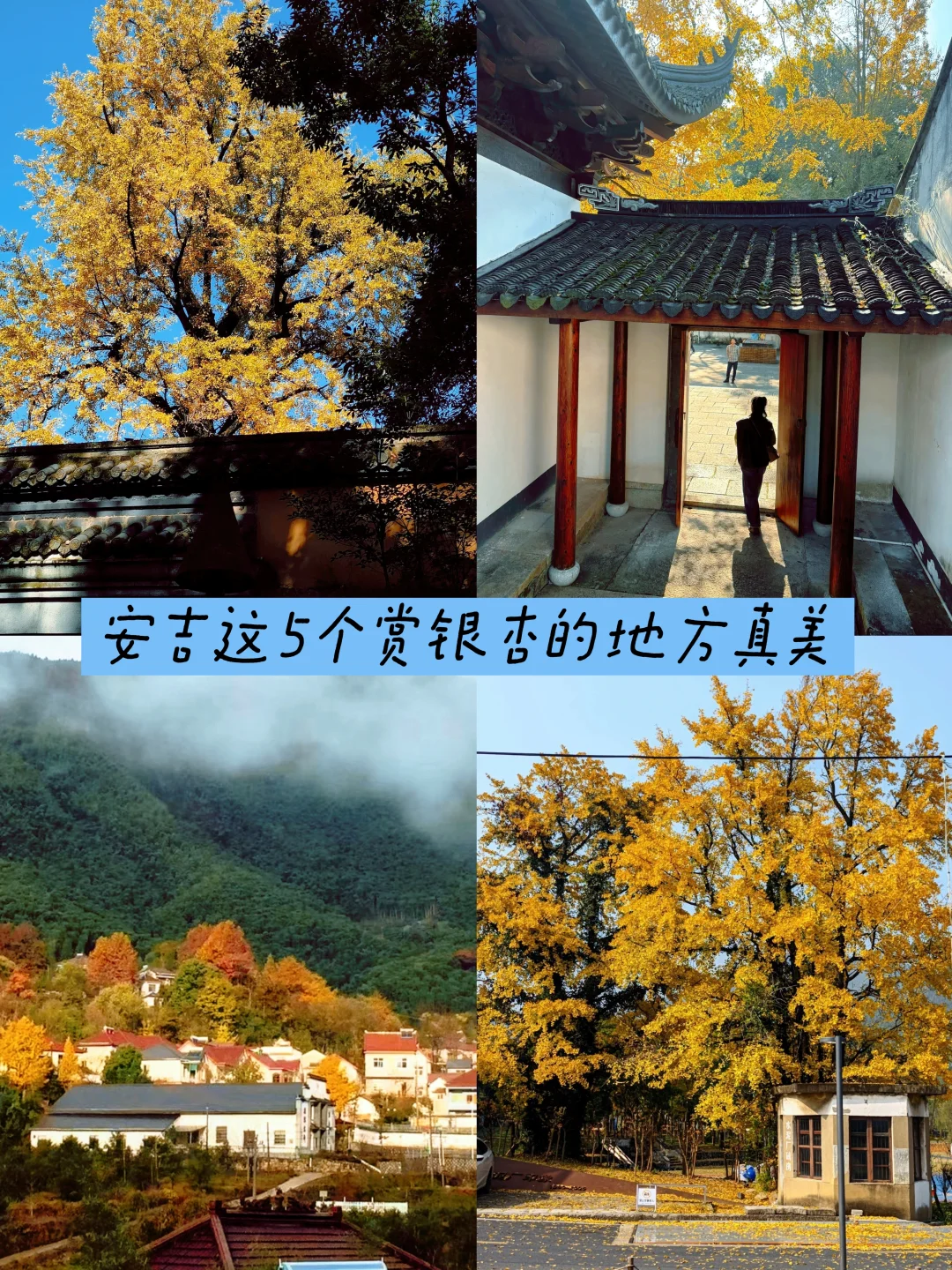 安吉赏银杏指南:这5个村子藏着江南动人秋色