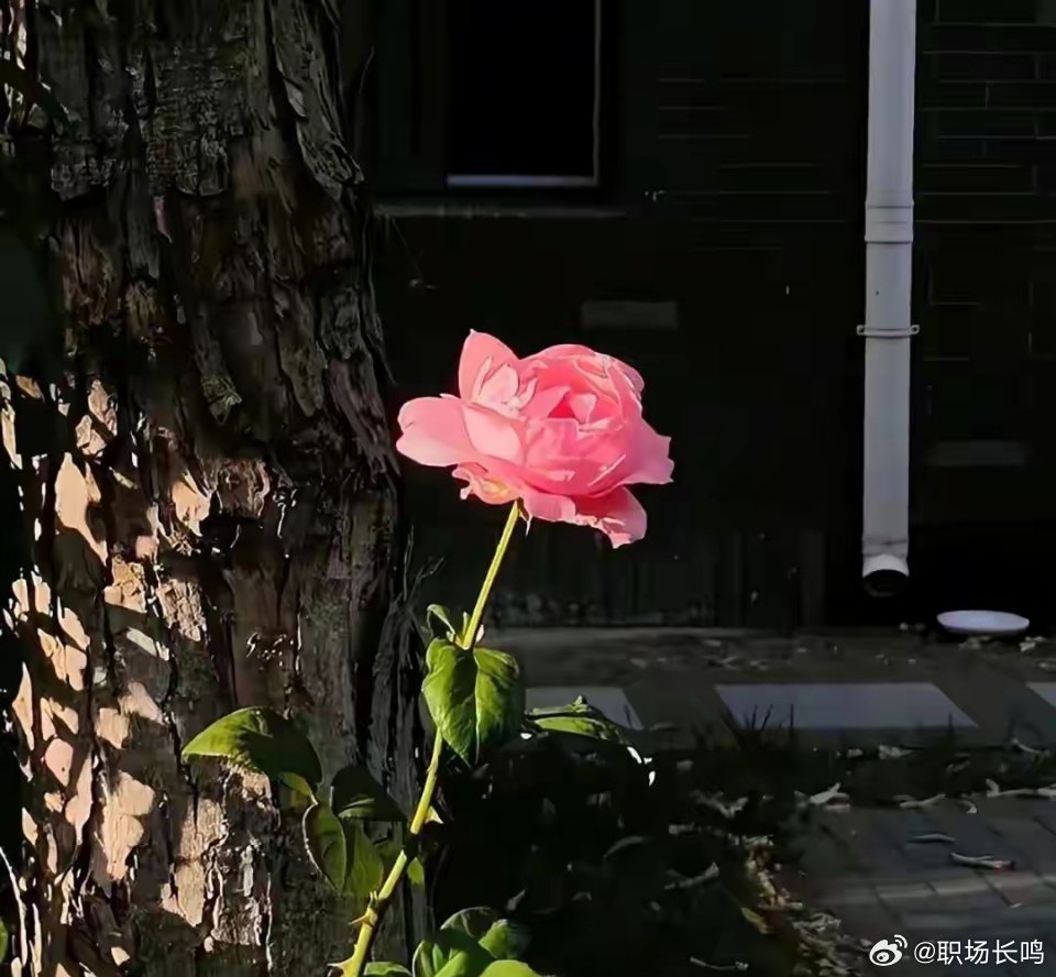 努力的真正意义，在于三个字：选择权。​​​