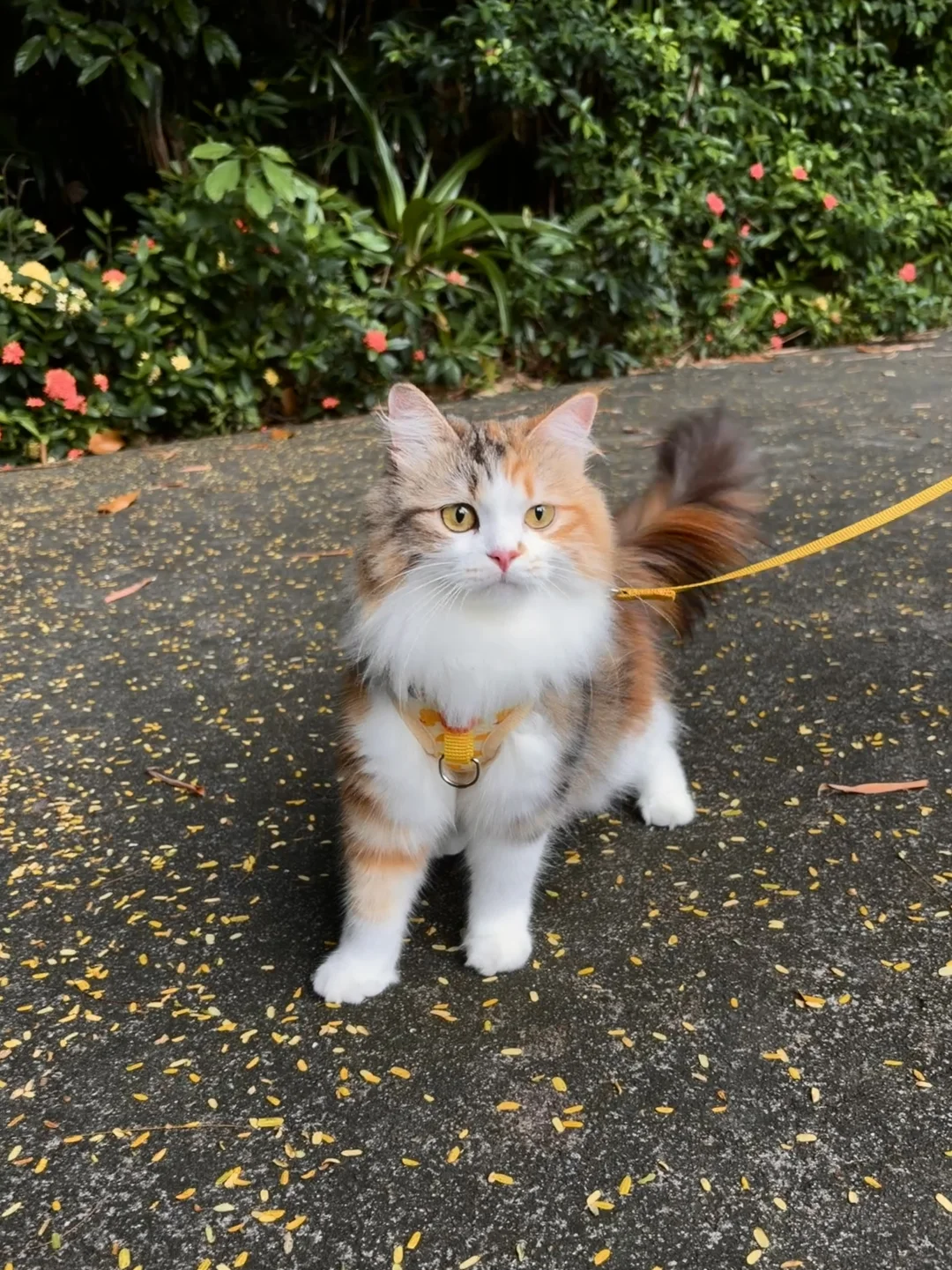 偶遇一只外出的三花小猫 想偷走