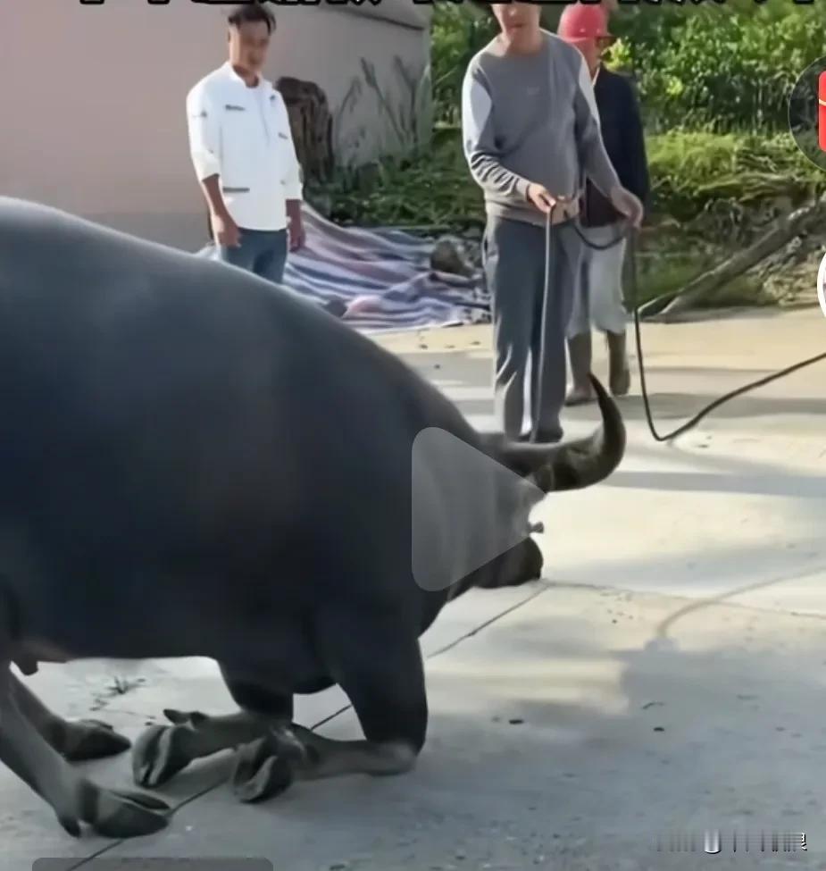 即将被宰杀的待杀水牛，有位心男將其买下，放回放生园，水牛流着泪向救命恩人和围观的