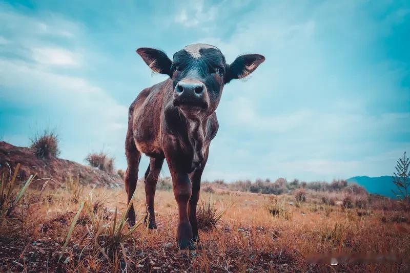 生肖牛暴富后会有哪些表现生肖牛暴富后，表现还真挺有意思。首先，他们不会立马大肆