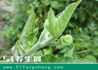 农村很常见的菜, 城里卖百元一斤, 降血压清血管, 效果堪比药!