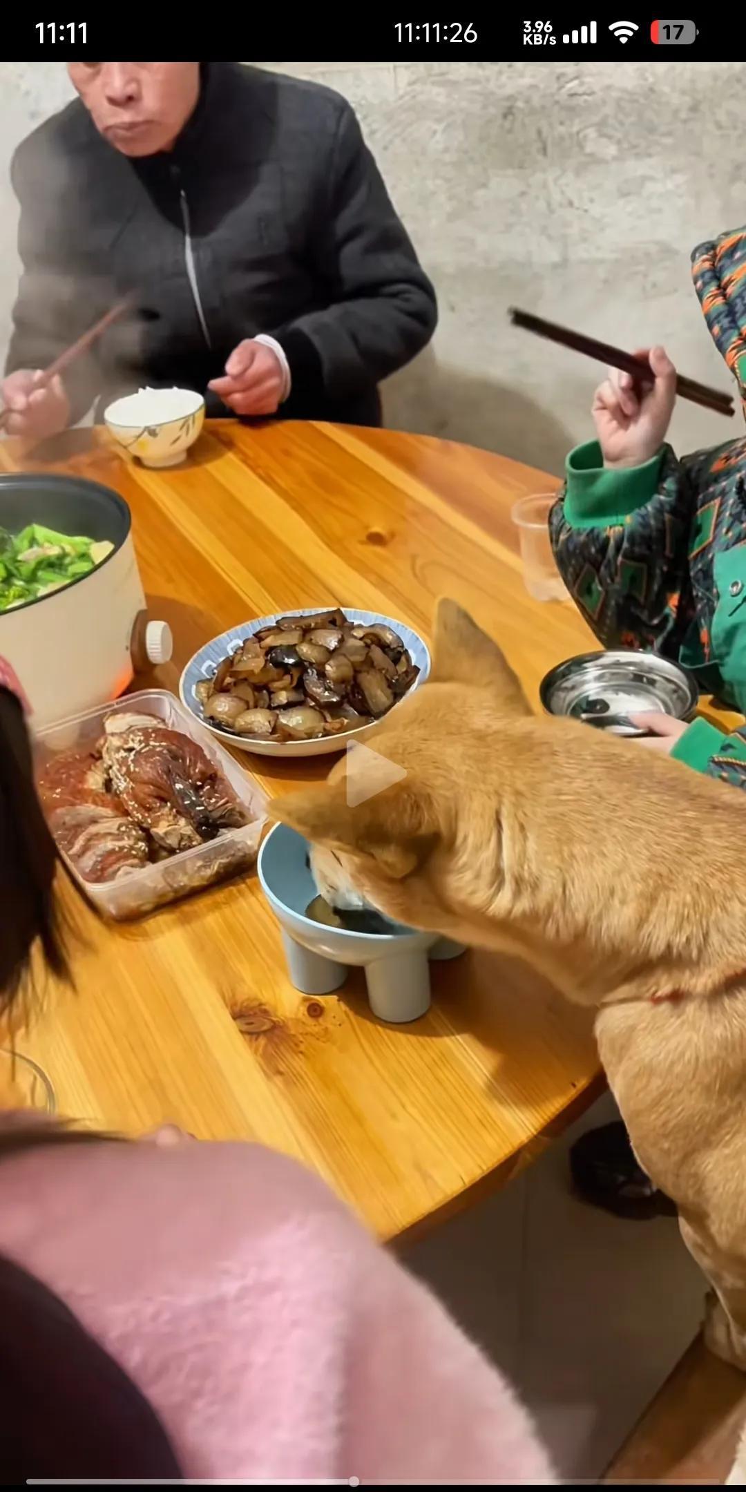 这条叫“奶瓶”的中华田园犬跟主人一起在桌上吃饭。还有自己专门的碗筷。狗上桌吃饭