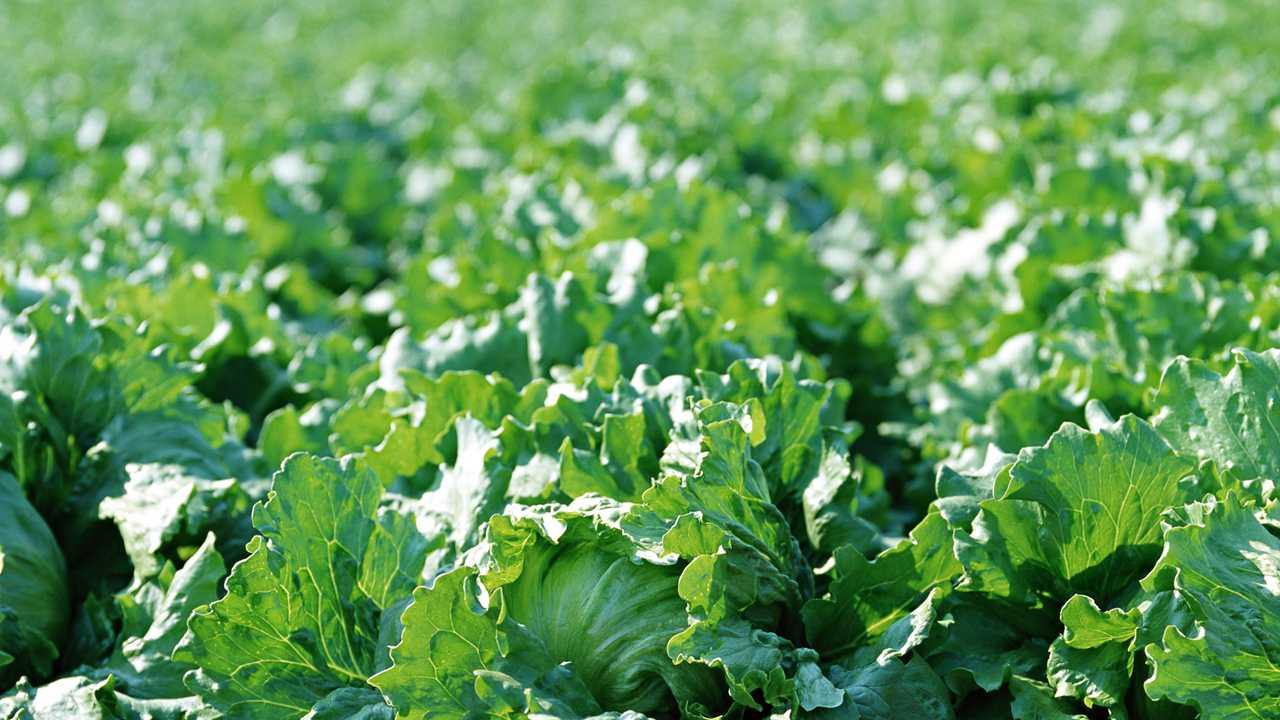 芸豆早春种植要点, 土壤改良实践, 饱满豆粒餐桌新