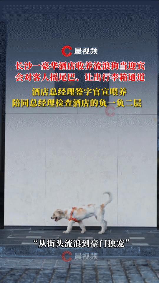 长沙豪华酒店“迎宾犬”火了！流浪狗摇尾服务还陪总经理巡检，网友：为它也要去住一次