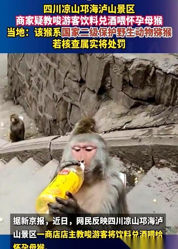 四川凉山那个景区视频，真是把人看明白了。商家不光卖饮料，还现场教学，压低声音跟