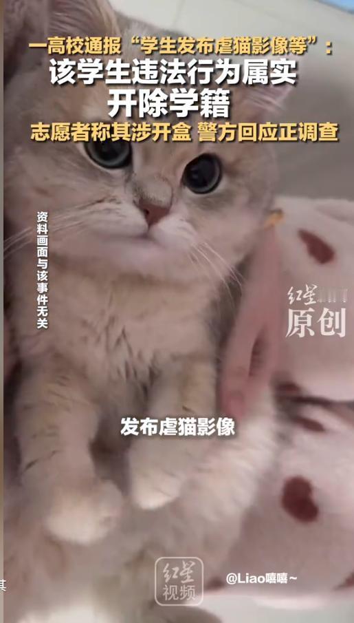 近期江西赣州一所高校学生虐猫一事持续受到大众关注，这件事不只是简单的残害小动物，