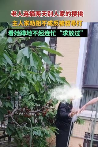 “太可恶了”一楼住户附赠的小院子里，樱桃树结满果实，本是件赏心悦目的事，却因一位