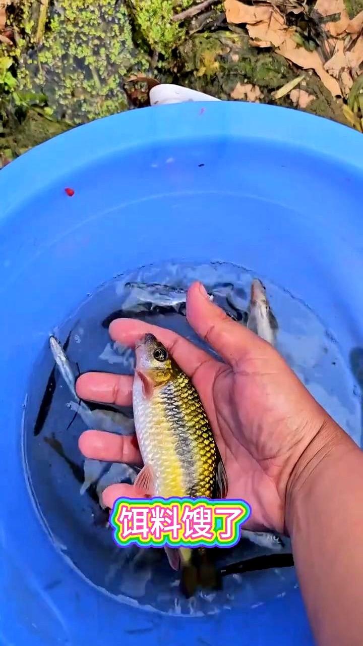冬天钓鲫鱼老空军？问题在饵上！别再死磕商品饵和蚯蚓了，天冷鲫鱼根本不给面儿。